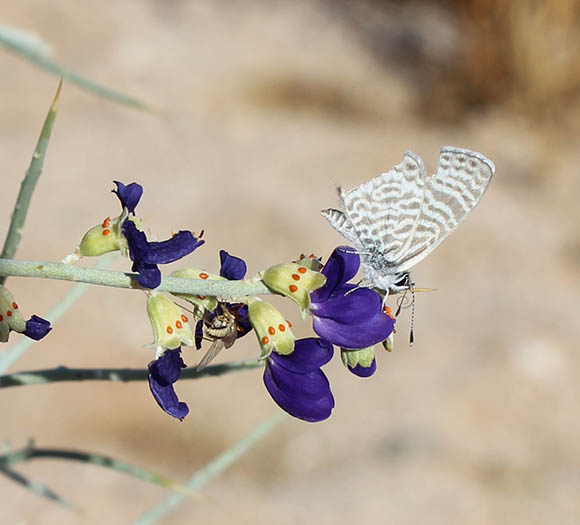  Psorothamnus spinosus